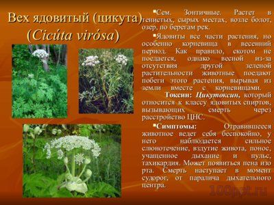 Презентация вредные и ядовитые для животных растения - слайд 5 5 слайд презентации вредные и ядовитые для животных растения