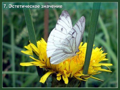 Презентация значение насекомых - слайд 10 10 слайд презентации значение насекомых