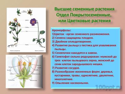 Презентация ароморфозы в эволюции растений - слайд 8 8 слайд презентации ароморфозы в эволюции растений