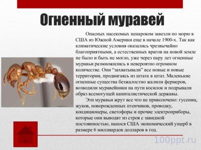 Презентация самые опасные насекомые в мире - слайд 3 3 слайд презентации самые опасные насекомые в мире
