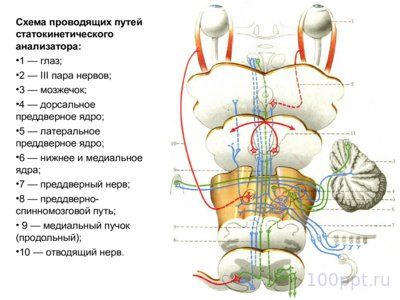 Презентация вестибулярный аппарат - слайд 11 11 слайд презентации вестибулярный аппарат