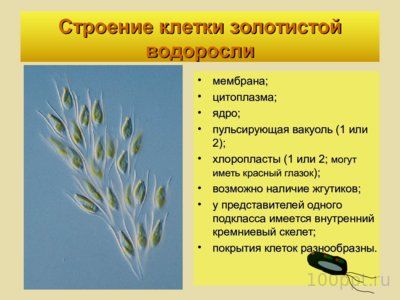 Презентация отдел золотистые водоросли - слайд 2 2 слайд презентации отдел золотистые водоросли