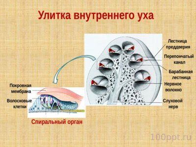 Презентация слуховой анализатор - слайд 9 9 слайд презентации слуховой анализатор