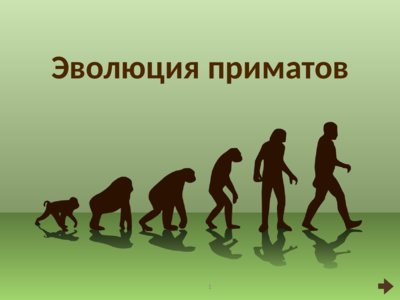Презентация эволюция приматов