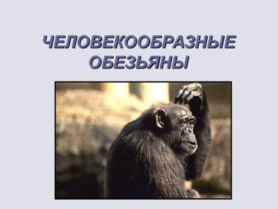 Презентация человекообразные обезьяны