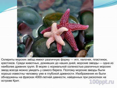 Презентация морские звезды - слайд 4 4 слайд презентации морские звезды