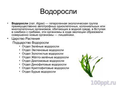 Презентация классификация растений - слайд 7 7 слайд презентации классификация растений
