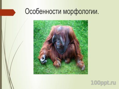 Презентация орангутаны - слайд 4 4 слайд презентации орангутаны