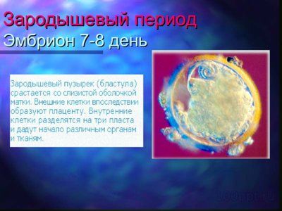 Презентация онтогенез человека - слайд 4 4 слайд презентации онтогенез человека