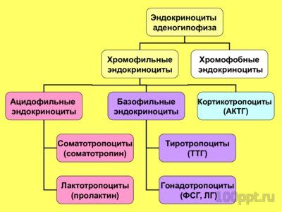 Презентация эндокринная система - слайд 8 8 слайд презентации эндокринная система