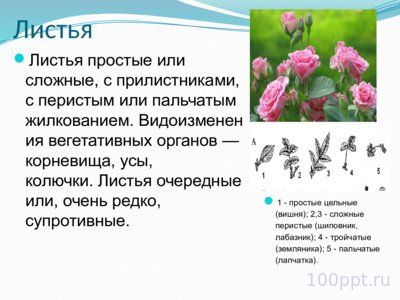 Презентация семейство розоцветные - слайд 3 3 слайд презентации семейство розоцветные