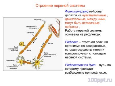 Презентация нервная система человека - слайд 2 2 слайд презентации нервная система человека