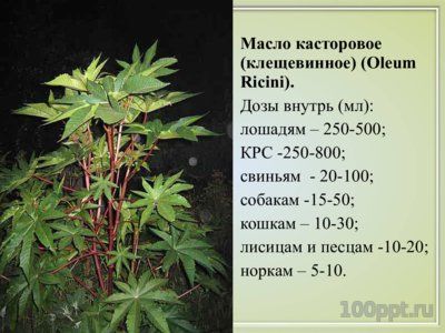 Презентация вяжущие лекарственные растения - слайд 12 12 слайд презентации вяжущие лекарственные растения