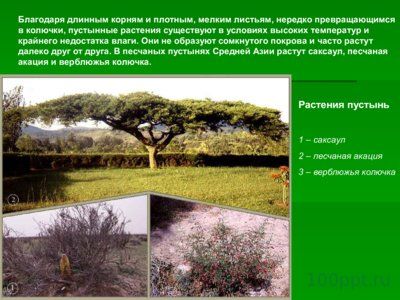 Презентация природные зоны Земли - слайд 12 12 слайд презентации природные зоны Земли