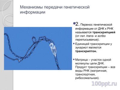 Презентация синтез нуклеиновых кислот - слайд 3 3 слайд презентации синтез нуклеиновых кислот