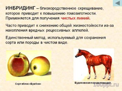 Презентация близкородственные скрещивания - слайд 4 4 слайд презентации близкородственные скрещивания