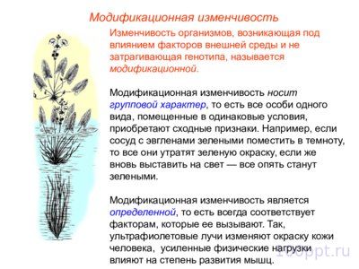 Презентация модификационная изменчивость - слайд 4 4 слайд презентации модификационная изменчивость