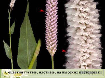 Презентация вяжущие лекарственные растения - слайд 6 6 слайд презентации вяжущие лекарственные растения