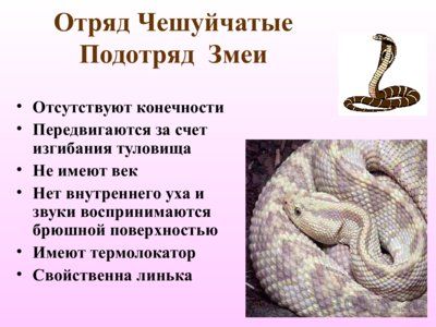 Презентация многообразие пресмыкающихся - слайд 7 7 слайд презентации многообразие пресмыкающихся