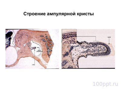 Презентация вестибулярный аппарат - слайд 10 10 слайд презентации вестибулярный аппарат