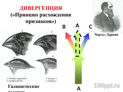 Презентация микроэволюция - слайд 8 8 слайд презентации микроэволюция