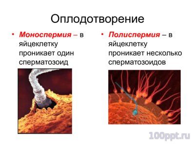 Презентация основные закономерностионтогенеза - слайд 6 6 слайд презентации основные закономерностионтогенеза