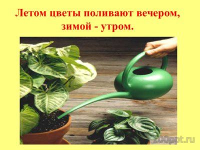 Презентация комнатные растения - слайд 3 3 слайд презентации комнатные растения