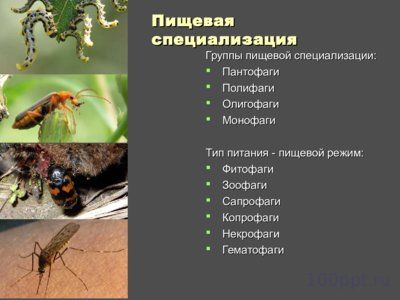 Презентация внутреннее и внешнее строение насекомых - слайд 9 9 слайд презентации внутреннее и внешнее строение насекомых