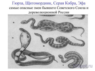Презентация систематика рептилий - слайд 12 12 слайд презентации систематика рептилий