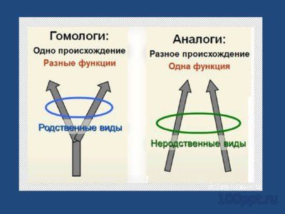 Презентация конвергенция, дивергенция и параллелизм - слайд 12 12 слайд презентации конвергенция, дивергенция и параллелизм