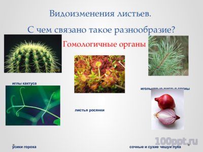 Презентация конвергенция, дивергенция и параллелизм - слайд 1 1 слайд презентации конвергенция, дивергенция и параллелизм