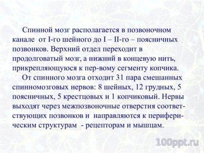 Презентация значение нервной системы - слайд 9 9 слайд презентации значение нервной системы