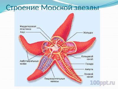 Презентация морские звезды - слайд 1 1 слайд презентации морские звезды