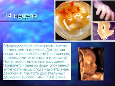 Презентация онтогенез человека - слайд 10 10 слайд презентации онтогенез человека