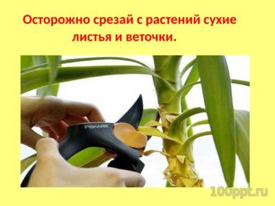 Презентация комнатные растения - слайд 10 10 слайд презентации комнатные растения