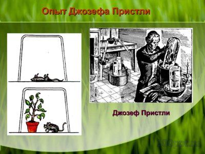 Презентация дыхание растений - слайд 5 5 слайд презентации дыхание растений