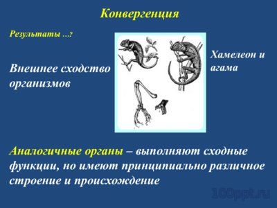 Презентация конвергенция, дивергенция и параллелизм - слайд 6 6 слайд презентации конвергенция, дивергенция и параллелизм