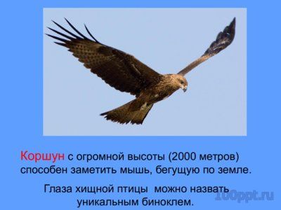 Презентация зрение животных - слайд 8 8 слайд презентации зрение животных