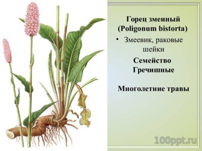 Презентация вяжущие лекарственные растения - слайд 2 2 слайд презентации вяжущие лекарственные растения