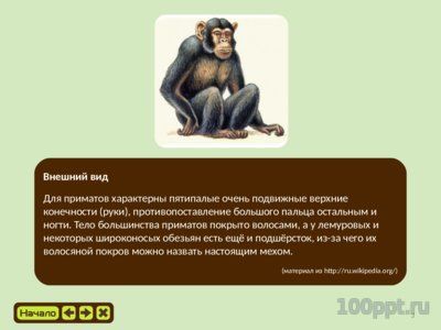 Презентация эволюция приматов - слайд 2 2 слайд презентации эволюция приматов