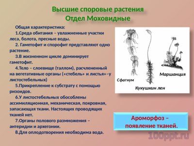 Презентация ароморфозы в эволюции растений - слайд 5 5 слайд презентации ароморфозы в эволюции растений