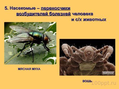 Презентация значение насекомых - слайд 8 8 слайд презентации значение насекомых