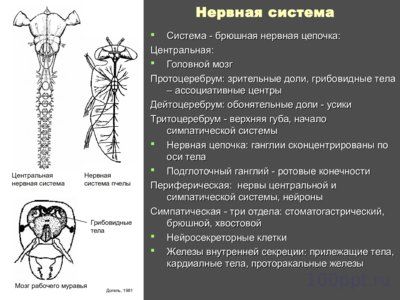 Презентация внутреннее и внешнее строение насекомых - слайд 11 11 слайд презентации внутреннее и внешнее строение насекомых