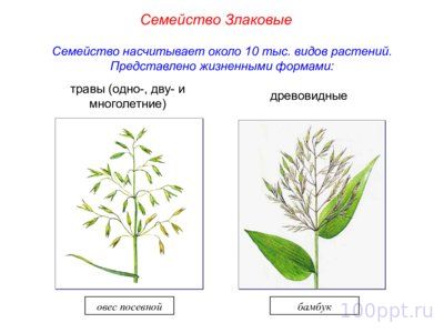 Презентация семейства класса однодольные - слайд 9 9 слайд презентации семейства класса однодольные