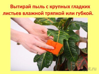 Презентация комнатные растения - слайд 6 6 слайд презентации комнатные растения