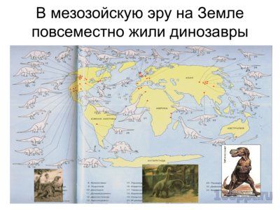 Презентация систематика рептилий - слайд 3 3 слайд презентации систематика рептилий