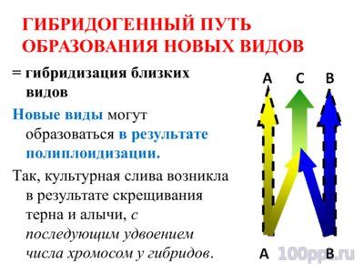 Презентация микроэволюция - слайд 4 4 слайд презентации микроэволюция