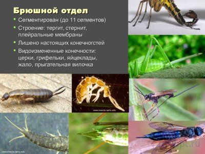 Презентация внутреннее и внешнее строение насекомых - слайд 4 4 слайд презентации внутреннее и внешнее строение насекомых