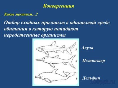 Презентация конвергенция, дивергенция и параллелизм - слайд 5 5 слайд презентации конвергенция, дивергенция и параллелизм