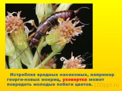 Презентация вредные и полезные насекомые - слайд 11 11 слайд презентации вредные и полезные насекомые